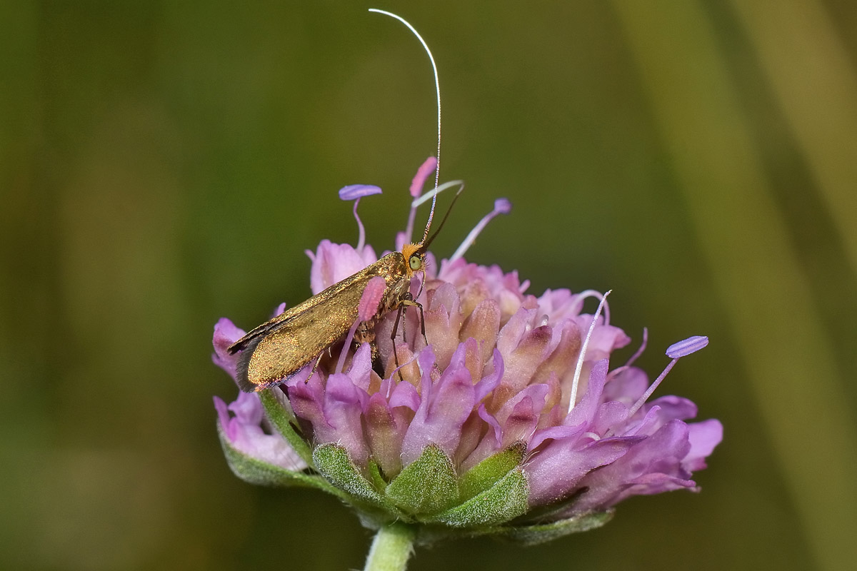 Nemophora sp? S, Nemophora metallica - Adelidae